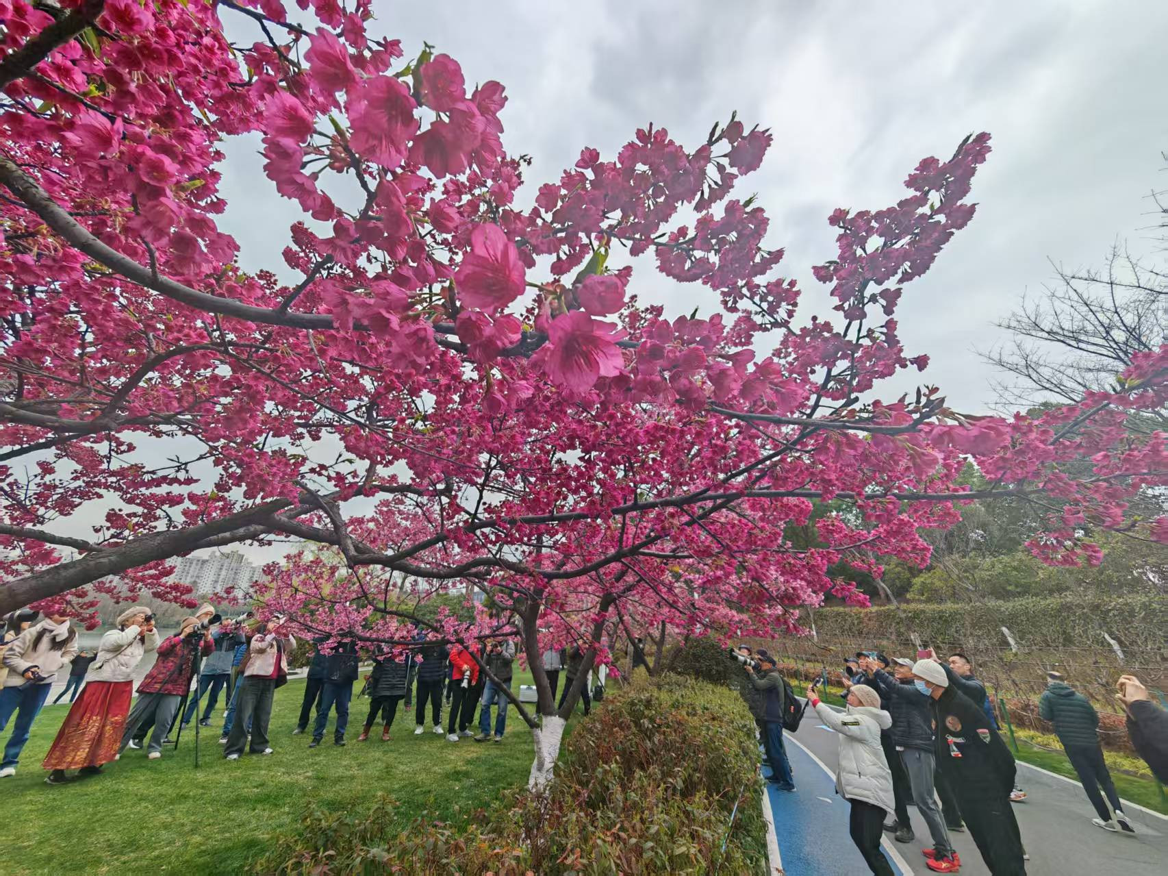 上海大宁公园 “花朝节”开启百花春宴