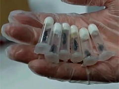 上海 查获野蛮收获蚁979只 易致生物入侵
