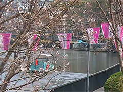 上海春暖花开踏青正当时 公园景点迎客流高峰