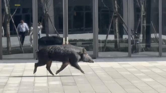 上海青浦街头惊现野猪 未造成人员伤亡