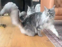 美国缅因猫拿下“最长尾巴家猫”吉尼斯世界纪录