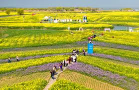 春日赏花 乡村旅游持续升温