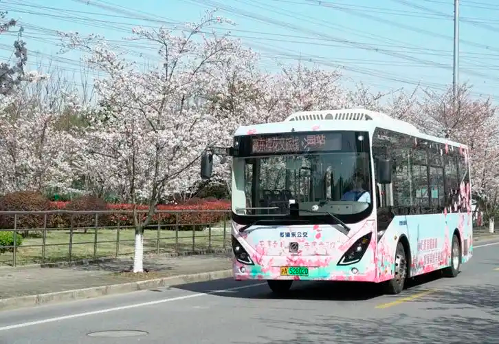 上海浦东开通“樱花巴士” 方便市民游客赏花