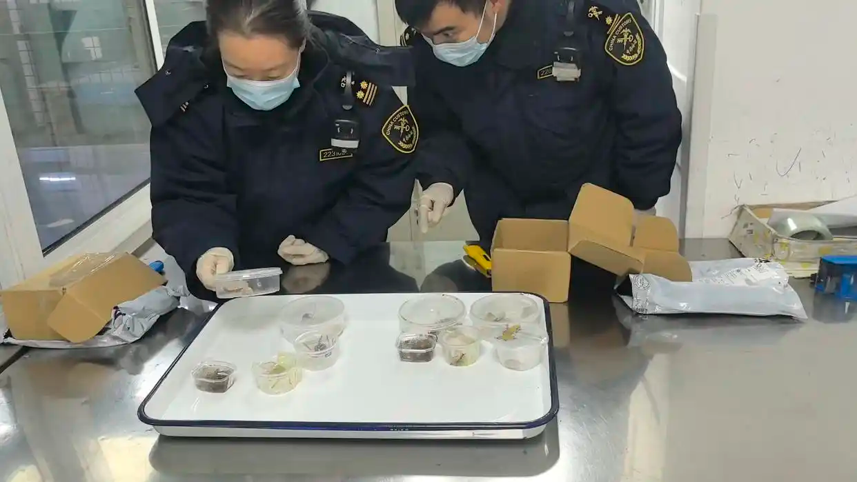 上海海关对进境邮件监管时 查获活体动物8只