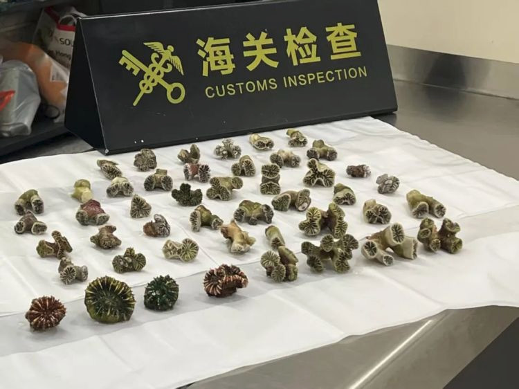 深圳 莲塘海关查获濒危物种走私案