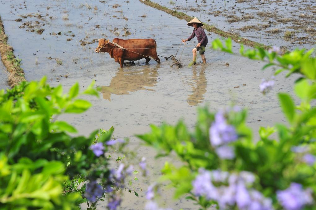 【在希望的田野上】夏粮进入产量形成关键期 春播迎来高峰