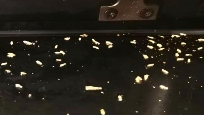 白蚁大范围爆发在即 专家提醒市民“外防内治”