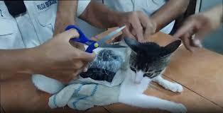 用猫咪“运毒”哥斯达黎加狱警抓获特殊“毒犯”
