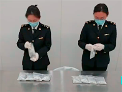 深圳海关截获旅客夹藏走私活体珊瑚