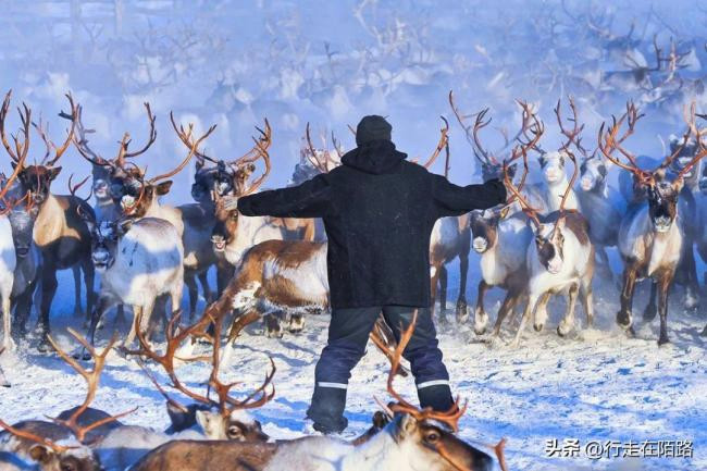 北约频繁在芬兰牧场区域演习 当地牧民担心惊扰驯鹿 影响牧场生计