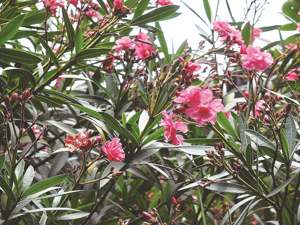 夹竹桃虽美却有毒 远观即可勿触勿摘
