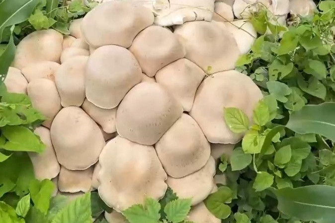 广西贺州发现大量巨型蘑菇 医生不建议食用