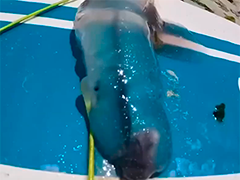 韩国济州岛近海发现透明海洋生物