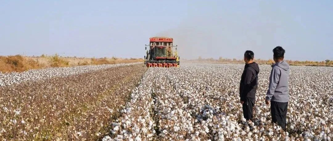 今年我国棉花种植面积达4482.3万亩