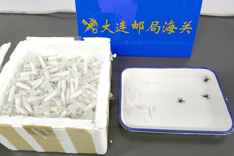大连海关截获504只毒蜘蛛