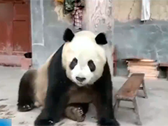 陕西佛坪：野生大熊猫频繁进村“串门”