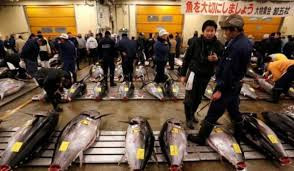 海关总署：即日起恢复部分原产地为日本的水产品进口福岛县、群马县、栃木县等10个都县除外