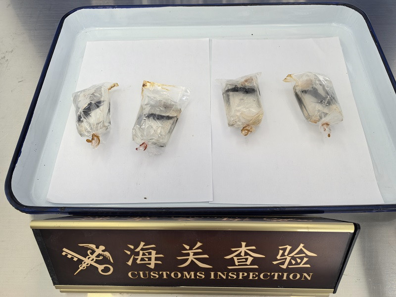 浙江宁波：海关在邮寄渠道截获泰国斗鱼