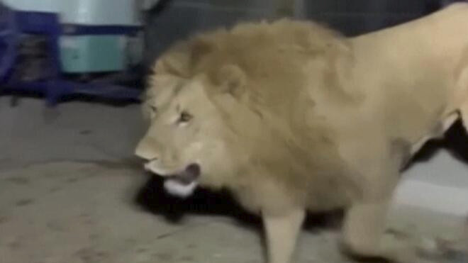 土耳其主题公园狮子出逃袭人遭射杀