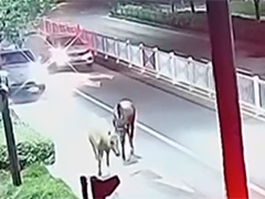 杭州：凌晨两匹马街头闲逛 民警化身“护马倌”