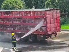 浙江台州运输车辆发生故障 130头生猪险“中暑”