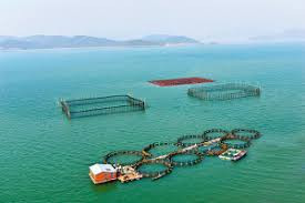 浙江宁波 深远海养殖大黄鱼 打开海洋经济新路径