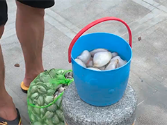 深圳：台风过后突现大批海鲜 市民捡满一大桶