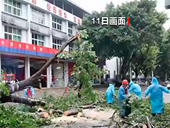 重庆：暴雨致树木倒伏边坡垮塌 当地紧急展开抢险救援