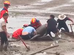 浙江温州 一男子赶海游玩 身陷淤泥无法自拔