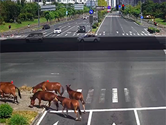 浙江余姚：马群出逃“轧马路”民警秒变“牧马人”