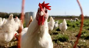 英格兰西南部出现H5N1禽流感疫情