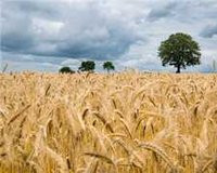 全国小麦收购量超1亿吨