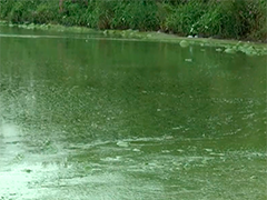 英国内伊湖蓝绿藻泛滥成灾 臭气熏天