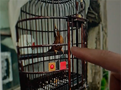 深夜直播暗藏非法交易 男子售卖画眉鸟被刑拘