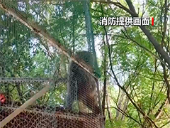 天津：小浣熊闯入农户家 消防员智擒