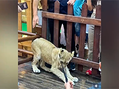 西安：一商场用小狮子“引流” 违规展演被叫停