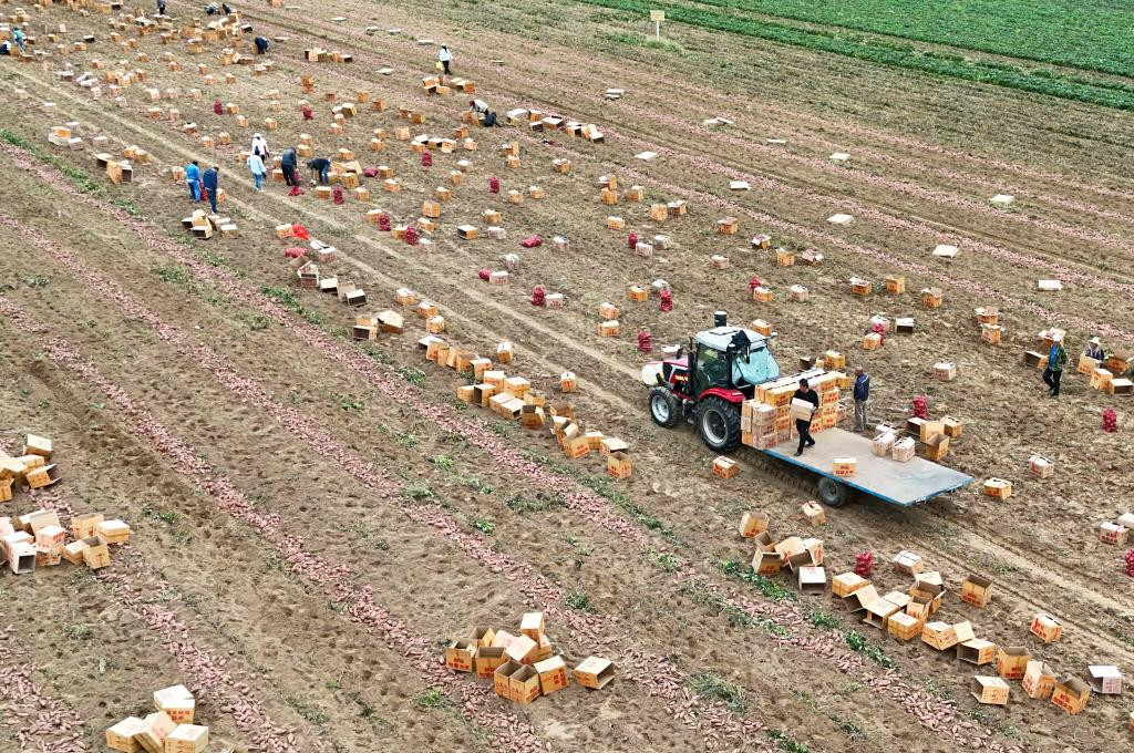 【在希望的田野上】各地秋粮收获有序推进