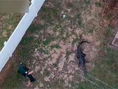 美国佛州:居民家中惊现鳄鱼 警方展开围追堵截