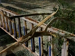 台风“桦加沙”三次登陆我国 北海市区有树木被拦腰折断