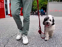 不堪过度旅游 意大利小镇对到访狗征税