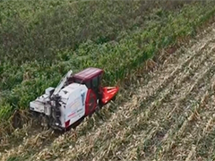 河南 湿地抢收 履带式收割机满负荷运转