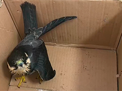 湖北武穴 热心群众捡到受伤猛禽 竟是国家二级保护动物