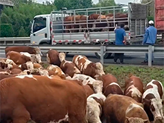 江苏泗洪货车侧翻致百余头牛冲上高速 多部门联合救援