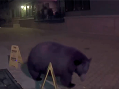 美国科罗拉多州黑熊闯入健身房