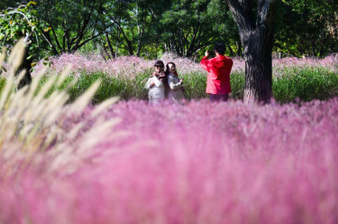 赏秋正当时 各地文旅市场火热