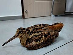 居民救助受伤鸟儿 原来是只网红丘鹬