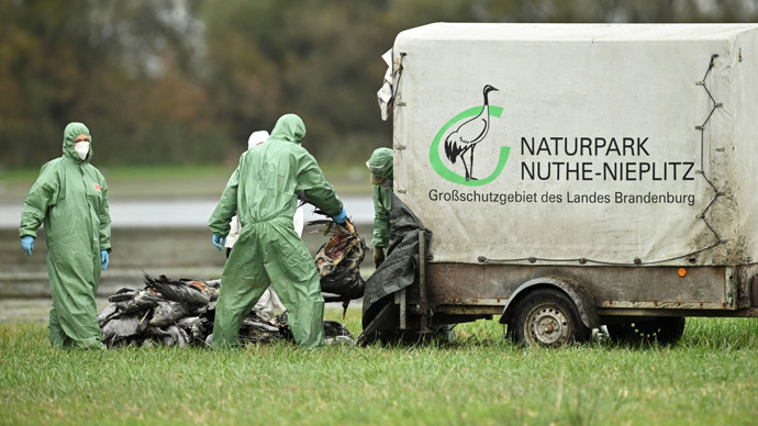 德国多地爆发禽流感 数千只鹤死亡