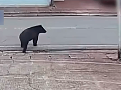 日本再现熊袭人 年度死亡人数创纪录