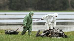 禽流感疫情蔓延 德国拟扑杀13万只家禽