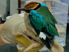 浙江慈溪 小学生偶遇国家保护野生动物仙八色鸫